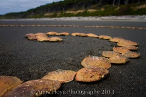 Anna created and photographed this Andy Goldsworthy inspired temporary sculpture on the Olympic Peninsula.